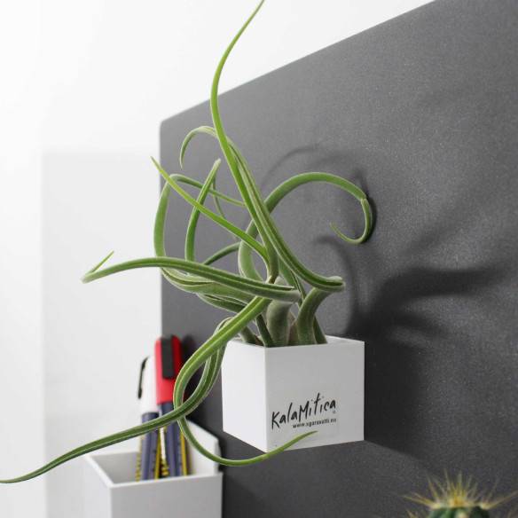 Kalamitica Cubo Magnetico 3,5 cm con Tillandsia Caput Medusae Offerte