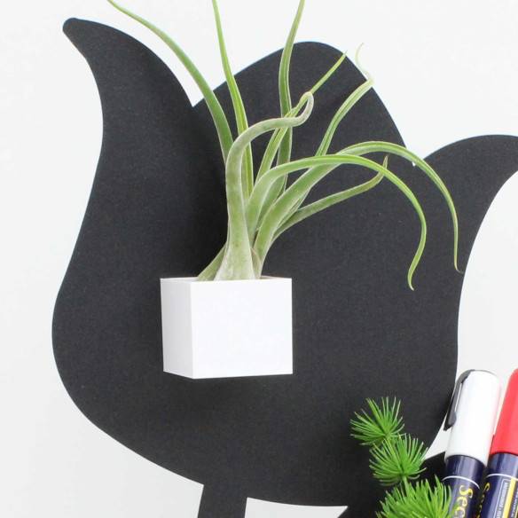Kalamitica Cubo Magnetico 3,5 cm con Tillandsia Caput Medusae Offerte