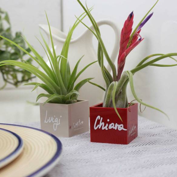 Kalamitica Cubo Magnetico 3,5 cm con Tillandsia Caput Medusae Offerte