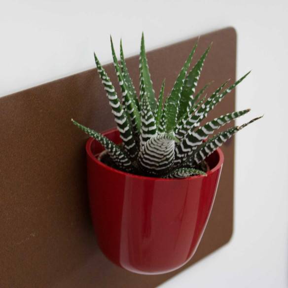 Kalamitica Boule Magnetica Ø 6 cm con Haworthia Big Band Hotsell