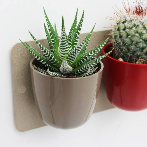 Kalamitica Boule Magnetica Ø 6 cm con Haworthia Big Band Hotsell