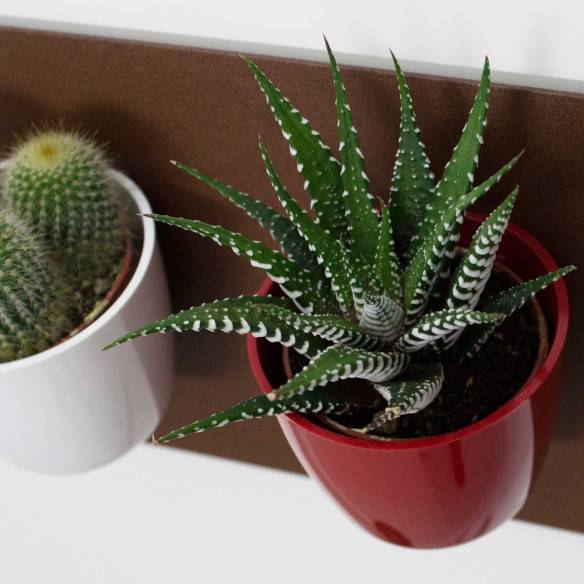 Kalamitica Boule Magnetica Ø 6 cm con Haworthia Big Band Hotsell