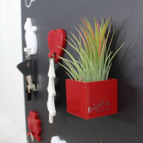 Kalamitica Cubo Magnetico 3,5 cm con Tillandsia Ionantha Vendita Calda