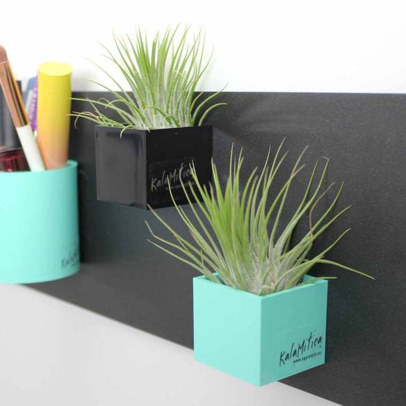 Kalamitica Cubo Magnetico 3,5 cm con Tillandsia Ionantha Vendita Calda
