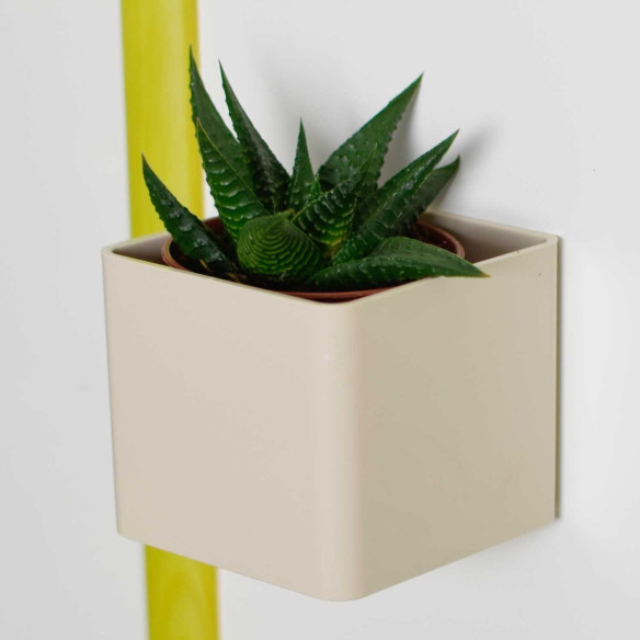 Kalamitica Boule Magnetica Ø 6 cm con Haworthia Limifolia Vendita Economica