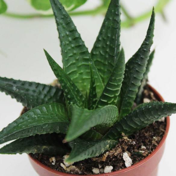 Kalamitica Boule Magnetica Ø 6 cm con Haworthia Limifolia Vendita Economica
