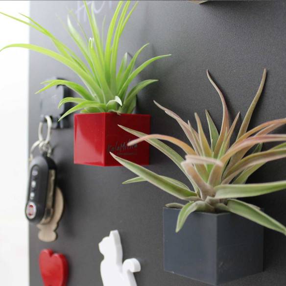 Kalamitica Cubo Magnetico 3,5 cm con Tillandsia Velutina Saldi Di Fabbrica