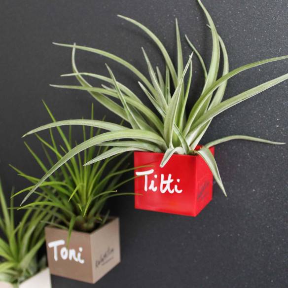 Kalamitica Cubo Magnetico 3,5 cm con Tillandsia Velutina Saldi Di Fabbrica