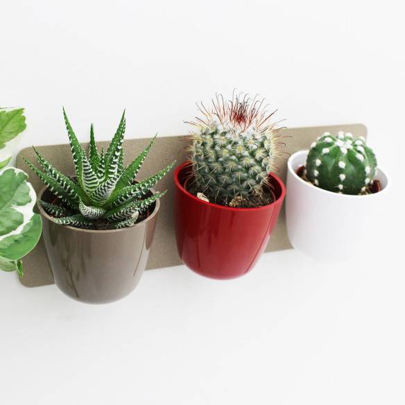 Kalamitica KIT GREEN TRIS, Idea Regalo con Piante Grasse I Più Venduti