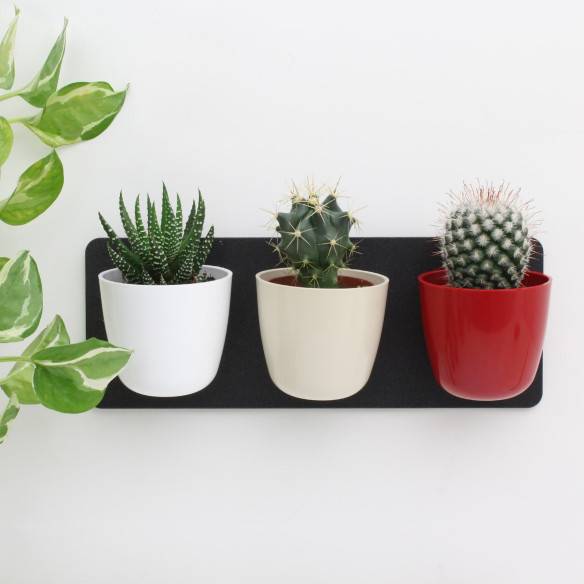 Kalamitica KIT GREEN TRIS, Idea Regalo con Piante Grasse I Più Venduti