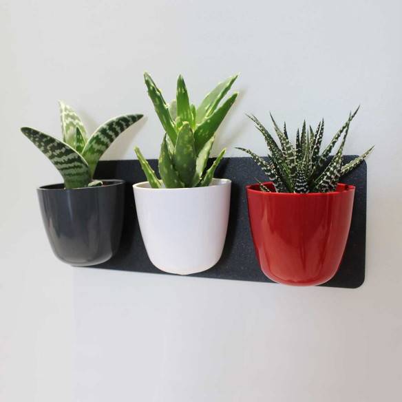 Kalamitica KIT GREEN TRIS, Idea Regalo con Piante Grasse I Più Venduti