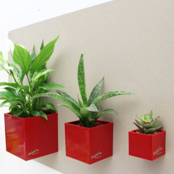 Kalamitica Cubo Magnetico 6 cm Negozio