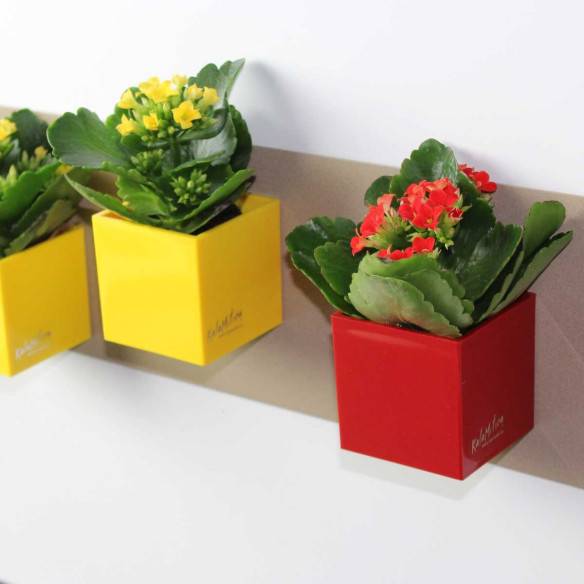 Kalamitica Cubo Magnetico 6 cm Negozio