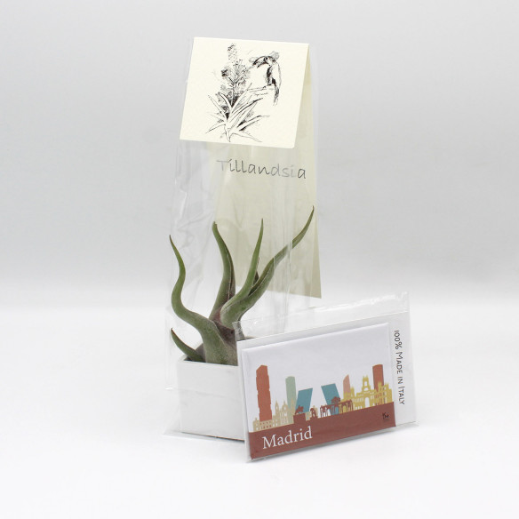 Kalamitica Calamita MADRID e Cubo con Tillandsia Caput Medusae Affare Del Giorno