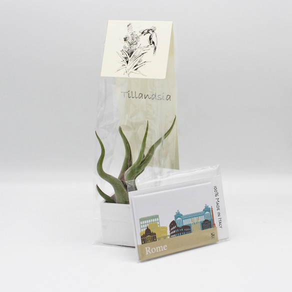 Kalamitica Calamita ROMA e Cubo con Tillandsia Caput Medusae Novità