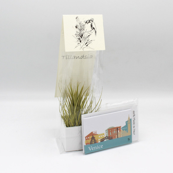 Kalamitica Calamita VENEZIA e Cubo con Tillandsia Ionantha Presa