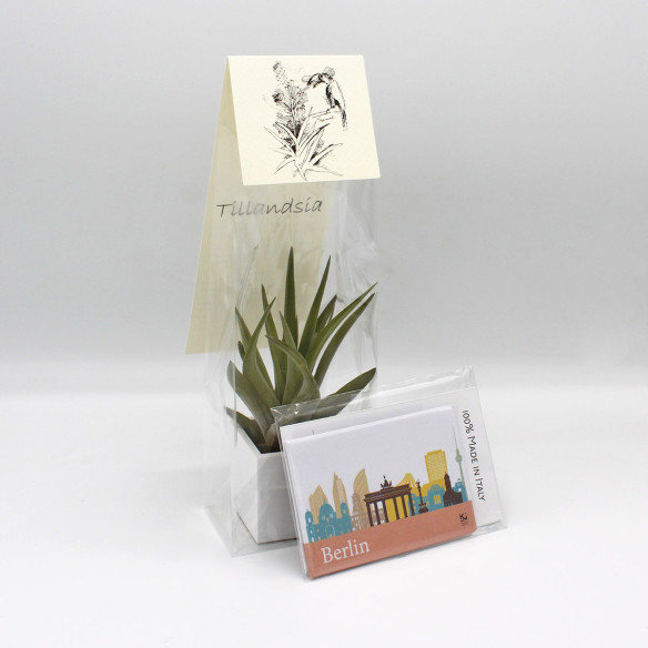 Kalamitica Calamita BERLINO e Cubo con Tillandsia Velutina Sconto