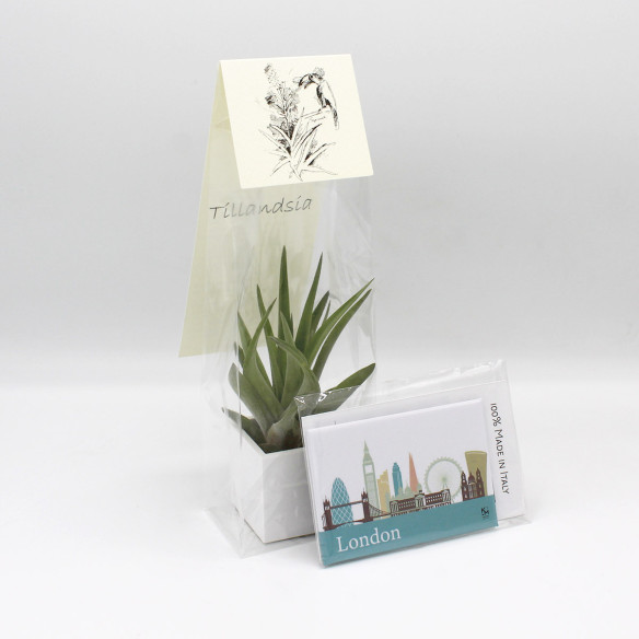 Kalamitica Calamita LONDRA e Cubo con Tillandsia Velutina Offerta