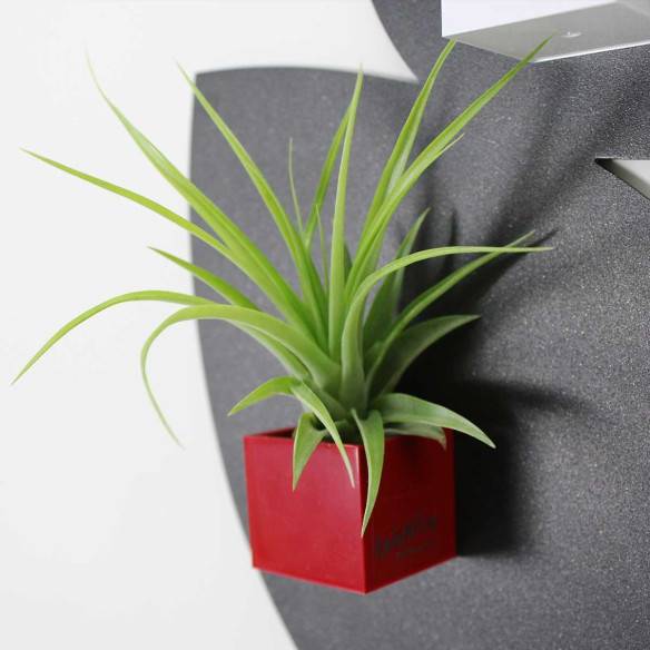 Kalamitica Cubo Magnetico 3,5 cm con Tillandsia Multiflora Economico