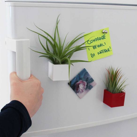 Kalamitica Cubo Magnetico 3,5 cm con Tillandsia Multiflora Economico