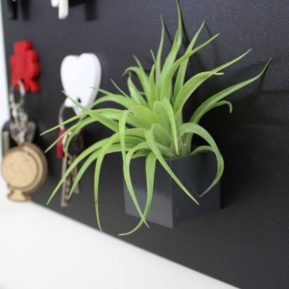 Kalamitica Cubo Magnetico 3,5 cm con Tillandsia Multiflora Economico