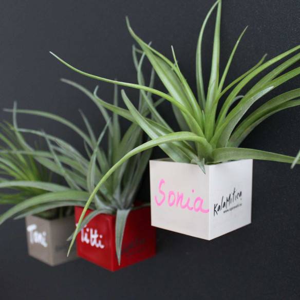 Kalamitica Cubo Magnetico 3,5 cm con Tillandsia Multiflora Economico