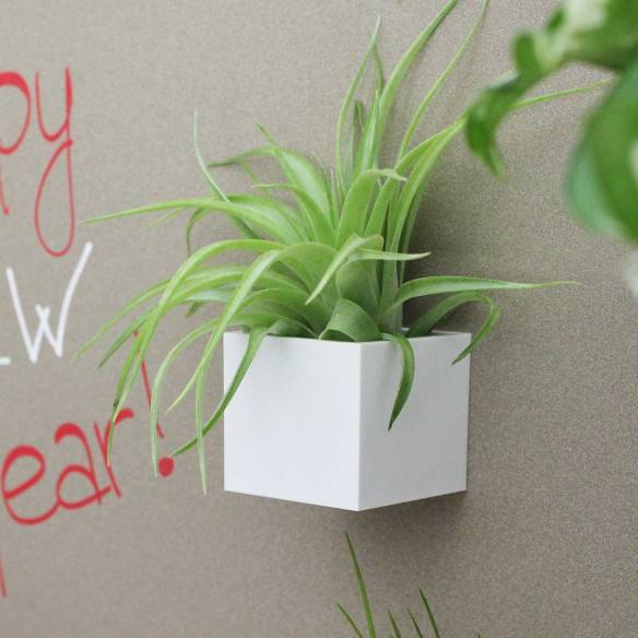 Kalamitica Cubo Magnetico 3,5 cm con Tillandsia Multiflora Economico