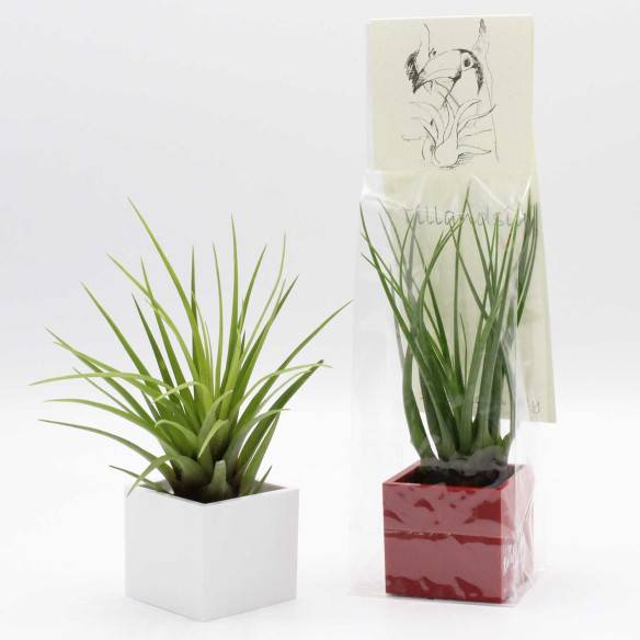 Kalamitica Cubo Magnetico 3,5 cm con Tillandsia Melanocrater Online