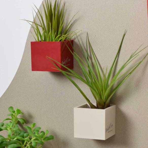 Kalamitica Cubo Magnetico 3,5 cm con Tillandsia Melanocrater Online