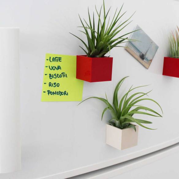 Kalamitica Cubo Magnetico 3,5 cm con Tillandsia Melanocrater Online