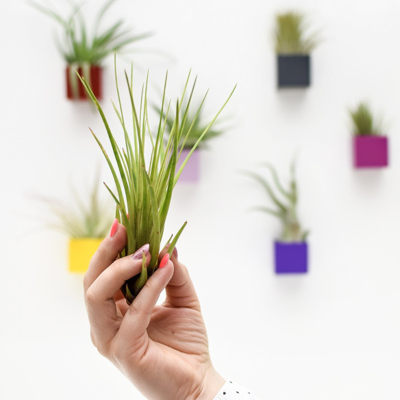 Kalamitica Cubo Magnetico 3,5 cm con Tillandsia Melanocrater Online