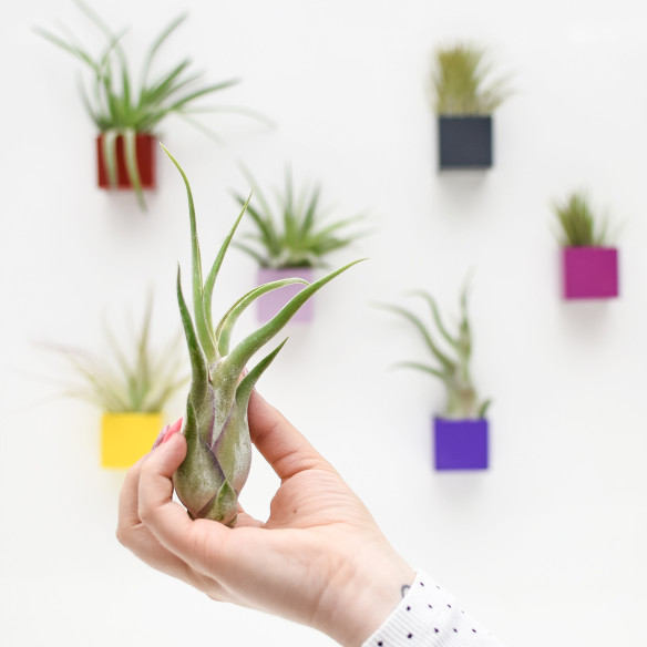 Kalamitica Tillandsia Caput Medusae Saldi