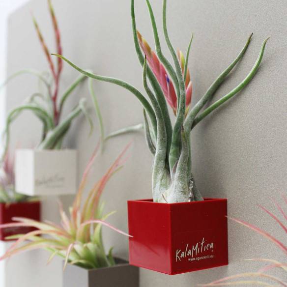Kalamitica Tillandsia Caput Medusae Saldi