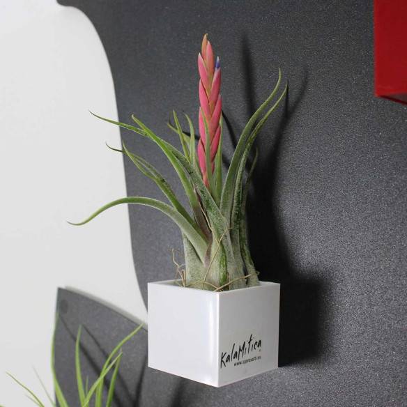 Kalamitica Tillandsia Caput Medusae Saldi