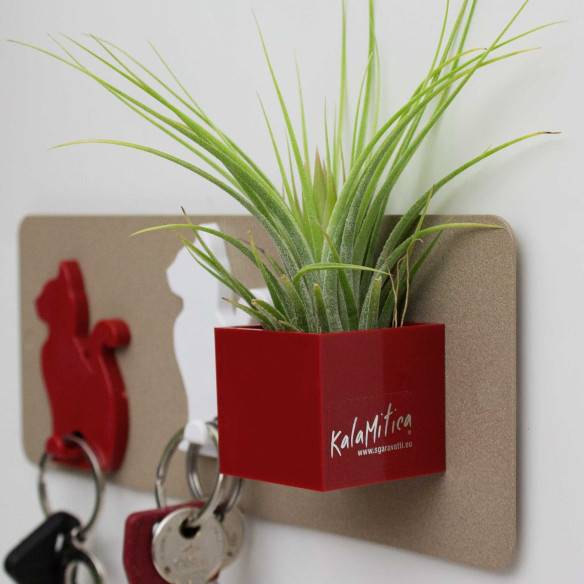 Kalamitica Tillandsia Ionantha Offerte