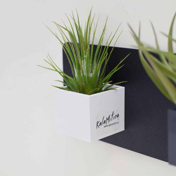 Kalamitica Tillandsia Ionantha Offerte