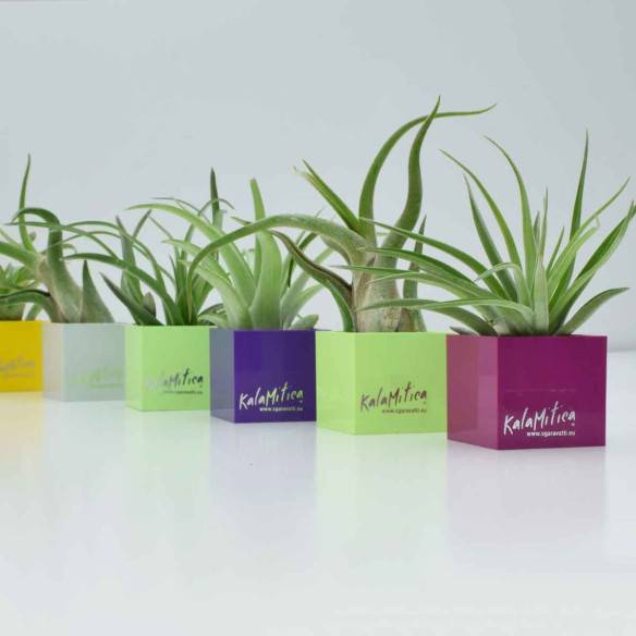 Kalamitica Tillandsia Ionantha Offerte