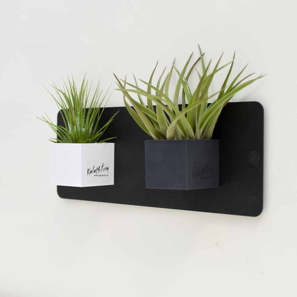 Kalamitica Tillandsia Velutina Hotsell