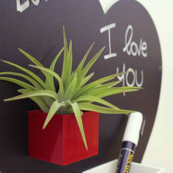 Kalamitica Tillandsia Velutina Hotsell