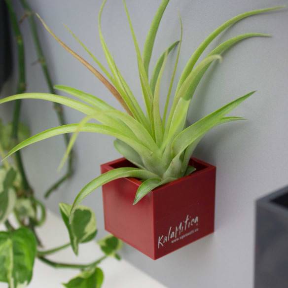 Kalamitica Tillandsia Multiflora Vendita Calda