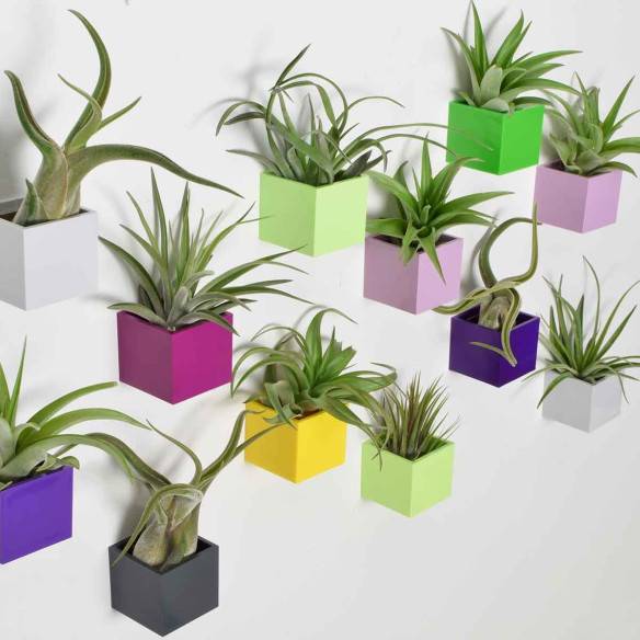 Kalamitica Tillandsia Multiflora Vendita Calda