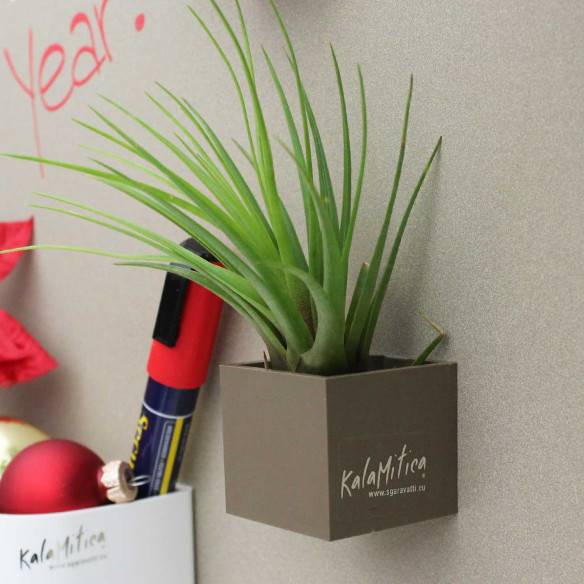 Kalamitica Tillandsia Melanocrater Vendita Economica