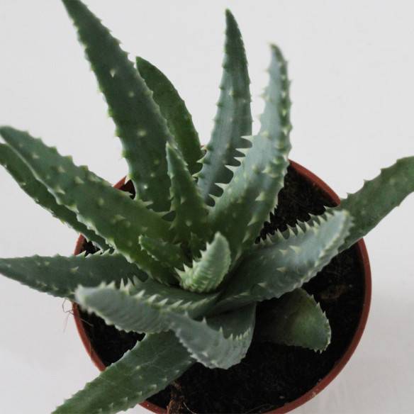 Kalamitica Aloe Humilis Saldi Di Fabbrica