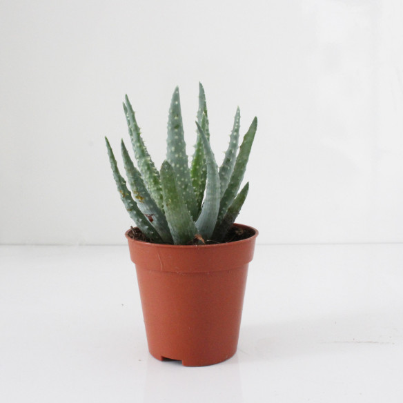 Kalamitica Aloe Humilis Saldi Di Fabbrica