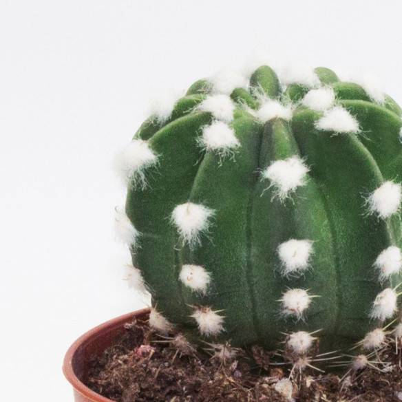 Kalamitica Echinopsis Subdenudata I Più Venduti