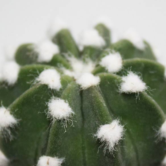 Kalamitica Echinopsis Subdenudata I Più Venduti