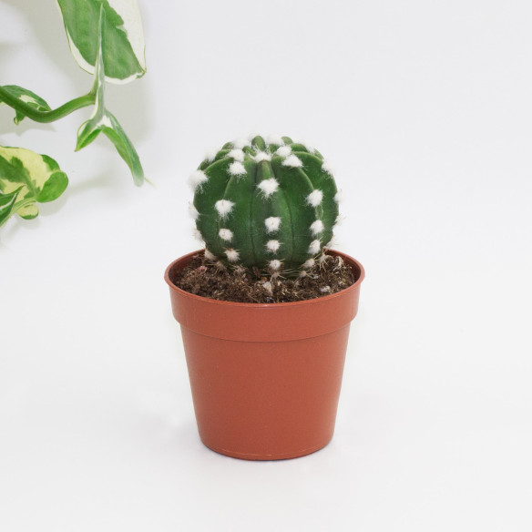 Kalamitica Echinopsis Subdenudata I Più Venduti