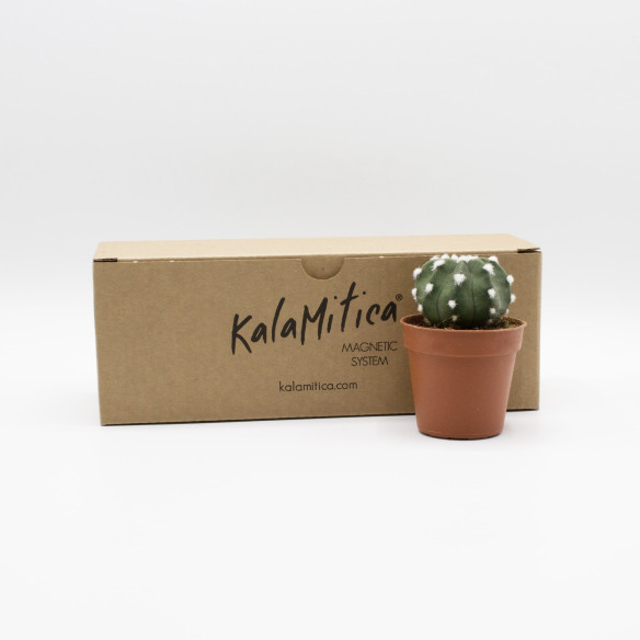 Kalamitica Echinopsis Subdenudata I Più Venduti