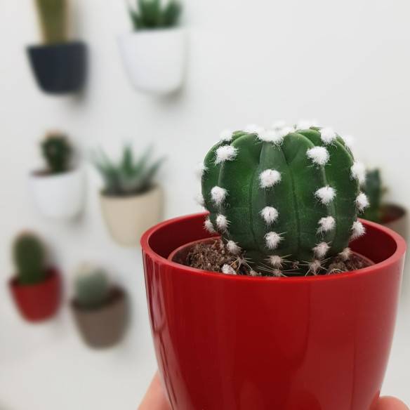 Kalamitica Boule Magnetica Ø 6 cm con Echinopsis Subdenudata Vendite Flash