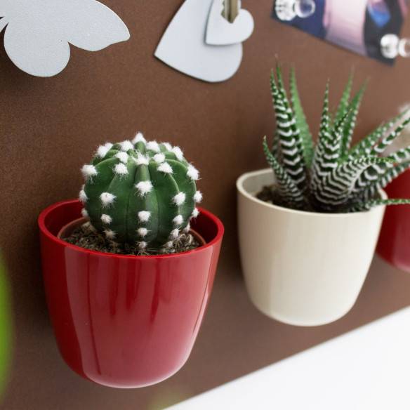 Kalamitica Boule Magnetica Ø 6 cm con Echinopsis Subdenudata Vendite Flash